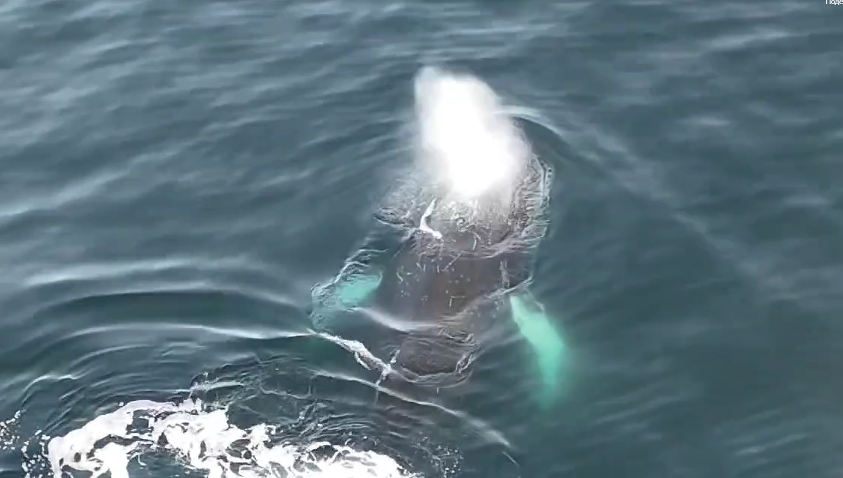 Полярники показали, як дитинча кита-горбача грає наввипередки з "Ноосферою"